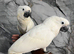 Friendly HandReared Super Tame Cuddly Umbrella Cockatoo Parrot,28