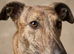 Powerful Brindle Greyhound Stud – Registered