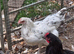Splash Marans at point of lay