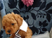 Asian poodle x cavapoo puppies