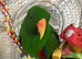 Baby Sun Conure