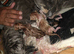Half maine coon kittens
