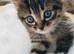 British long hair mix kittens
