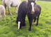 Gorgeous mare and foal together ️