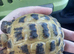 Baby tortoise with complete set up he is still very tiny