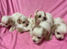Beautiful Cavachon Puppies Available Soon