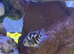 Polo blue parrot fish