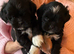 Pure bred Lasa Apso pups