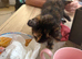 Female kitten