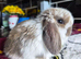 Two Baby Tri mini lops available