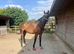 Moidore 16.1/2 Thoroughbred ex-racer