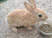 Mini rex babies