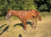 Stunning 2yr old chestnut gelding