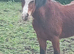 Looking for a loving home for jj