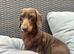 Miniature dachshund girl
