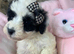 F1 Toy Poochon puppies