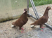 I have quality peair pigeon in Stockton-on-Tees