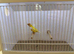 Gouldian Finch Cock Bird For Sale