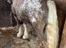 Silver spotted colt