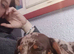 Luna the miniature dachshund