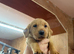 Labrador pups