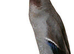 Chocolate mallard drakes - young NN10