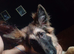 Female Longhaired German shepherd