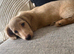 Miniature longhaired dachshund