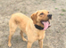 KC Registered female for sale