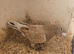 Lambretch cock bird
