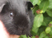Baby black boy available.