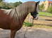 QUALITY SEC C 3yr filly