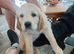 9 week old Labrador pups for sale