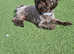 Stunning proven chocolate imperial shih tzu  for stud