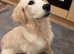 Kc reg Golden retriever female