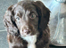 Last three cockerpoos for sale