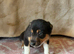 High-Quality Border Collie Puppies