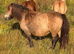 Robin Hood dun Shetland mare