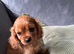 Extra special cavalier pups