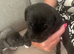 Staffordshire puppies for sale