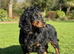 Cocker spaniel puppies