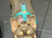 Frenchie girl