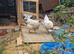 Chicken for sale in Bradford