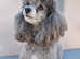 Toy Poodle  Silver Stud KC Reg'd