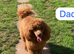 Cavapoo