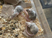 Fancy mice babies 4 for &pound;20