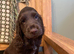 Stunning litter of Chocolate and Tan Cocker Spaniels