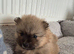 Puppies