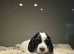Cocker spaniel puppies