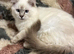 Tica ragdoll kittens